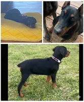 Dante, a male Doberman Pinscher for sale in Durham, NC – Photo 4 of 4