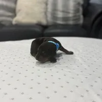 Buddy, a male Doberman Pinscher for sale in Durham, NC – Photo 3 of 5