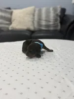 Dante, a male Doberman Pinscher for sale in Durham, NC – Photo 2 of 4