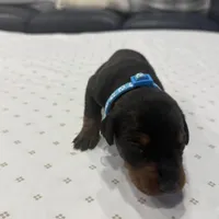 Buddy, a male Doberman Pinscher for sale in Durham, NC – Photo 2 of 5