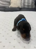 Dante, a male Doberman Pinscher for sale in Durham, NC – Photo 1 of 4