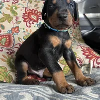 Buddy, a male Doberman Pinscher for sale in Durham, NC – Photo 1 of 5