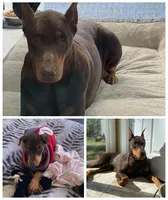 Gia, a female Doberman Pinscher for sale in Durham, NC – Photo 4 of 4