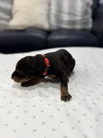 Vito, a male Doberman Pinscher for sale in Durham, NC – Photo 1 of 4