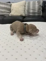 Lola, a female Doberman Pinscher for sale in Durham, NC – Photo 2 of 5