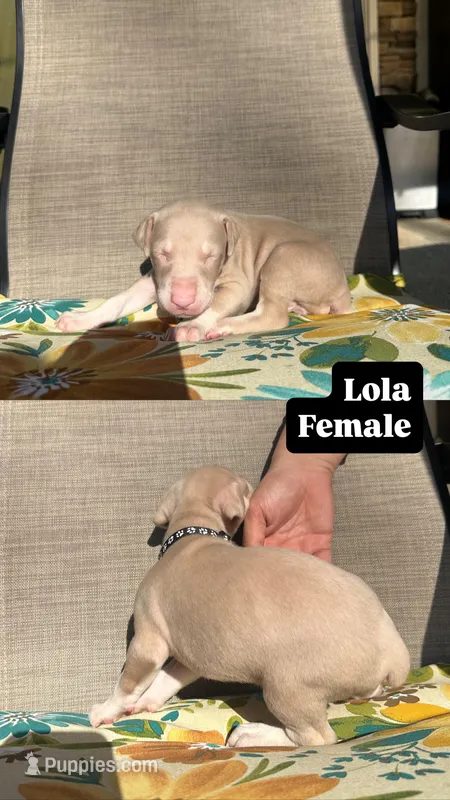 Lola