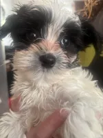 Prince, a male Maltipoo and Shih Tzu for sale in Minneapolis, MN – Photo 2 of 3