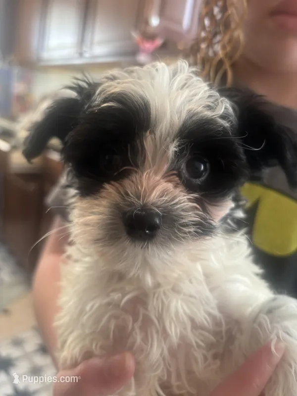 Prince – Maltipoo, Shih Tzu puppy for sale in Minneapolis, MN