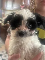 Prince, a male Maltipoo and Shih Tzu for sale in Minneapolis, MN – Photo 1 of 3