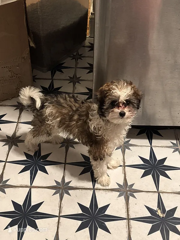 Millie – Maltipoo, Shih Tzu puppy for sale in Minneapolis, MN