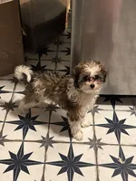 Millie, a female Maltipoo and Shih Tzu for sale in Minneapolis, MN – Photo 1 of 3