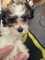 Millie, a female Maltipoo and Shih Tzu for sale in Minneapolis, MN – Photo 3 of 3