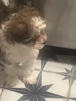 Millie, a female Maltipoo and Shih Tzu for sale in Minneapolis, MN – Photo 2 of 3