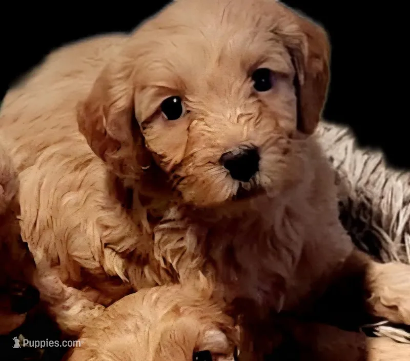 Sniffles , a male Miniature Goldendoodle for sale in Virginia Beach, VA – Photo 1 of 1