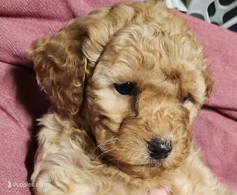 Curlyfries – Miniature Goldendoodle puppy for sale in Virginia Beach, VA