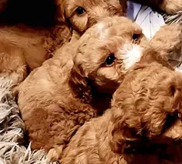 Swirl, a female Miniature Goldendoodle for sale in Virginia Beach, VA – Photo 2 of 2