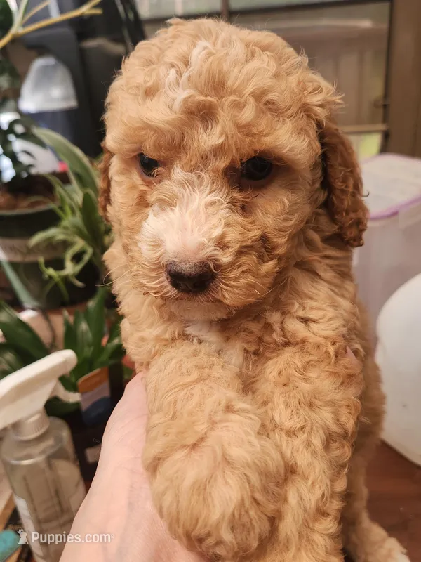 Swirl – Miniature Goldendoodle puppy for sale in Virginia Beach, VA