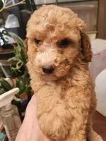 Swirl, a female Miniature Goldendoodle for sale in Virginia Beach, VA – Photo 1 of 2