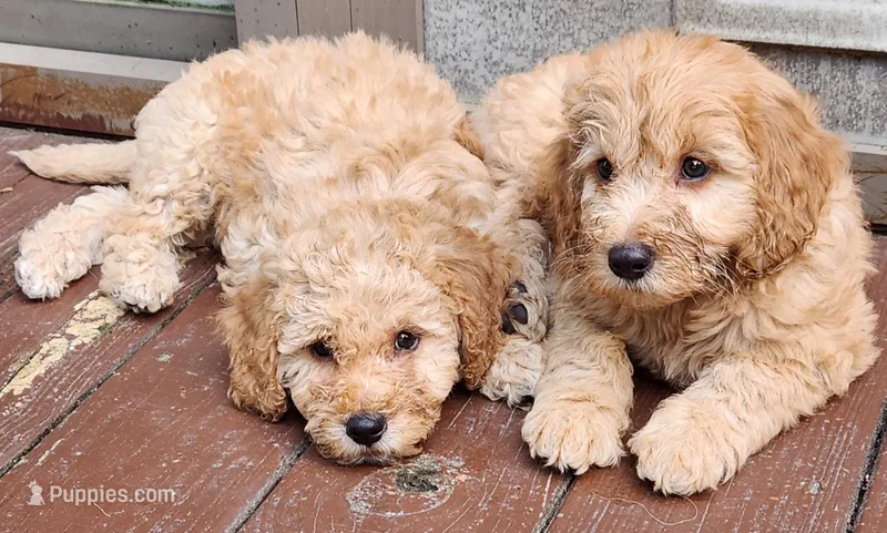 Sniffles  – Miniature Goldendoodle puppy for sale in Virginia Beach, VA