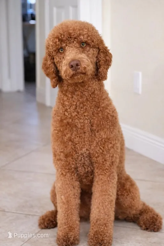 Romeo – Poodle - Standard  puppy for sale in Clermont, FL