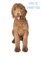 Romeo, a male Poodle - Standard  for sale in Clermont, FL – Photo 3 of 4