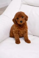 Rusty, a male Poodle - Standard  for sale in Clermont, FL – Photo 2 of 2