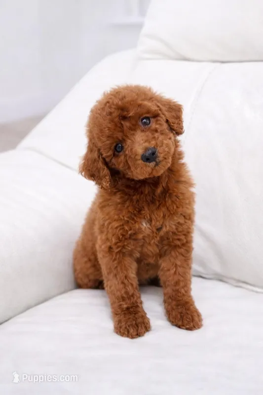 Rusty – Poodle - Standard  puppy for sale in Clermont, FL