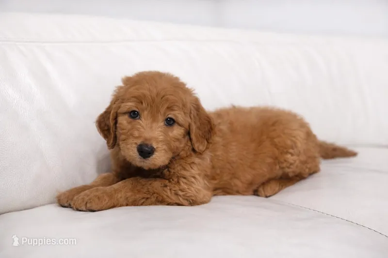 Charle – Goldendoodle puppy for sale in Clermont, FL