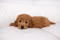 Charle, a male Goldendoodle for sale in Clermont, FL – Photo 2 of 2