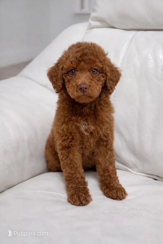 Copper – Poodle - Standard  puppy for sale in Clermont, FL