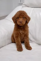 Copper, a male Poodle - Standard  for sale in Clermont, FL – Photo 1 of 3