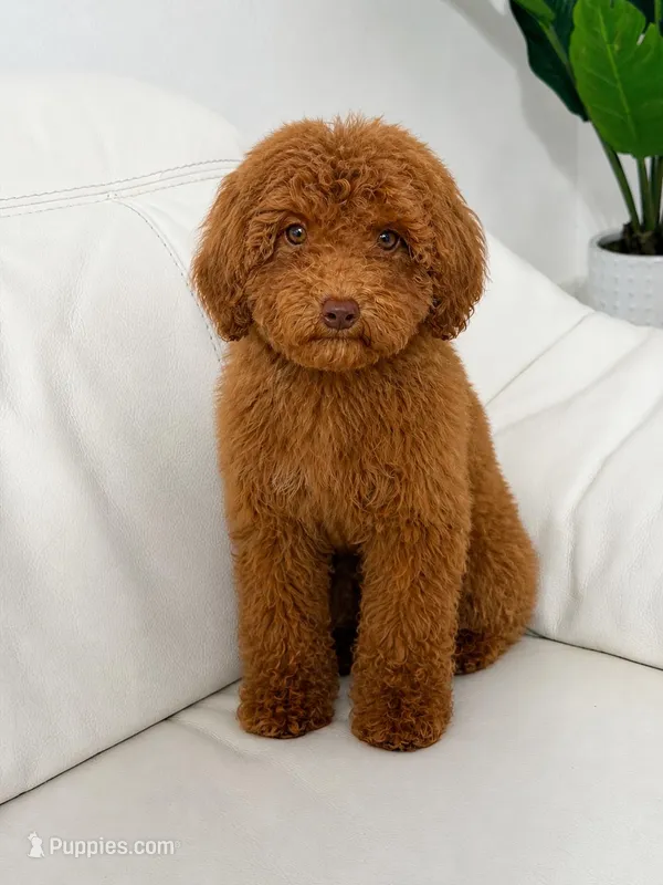 Copper – Poodle - Standard  puppy for sale in Clermont, FL