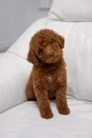 Copper, a male Poodle - Standard  for sale in Clermont, FL – Photo 2 of 3