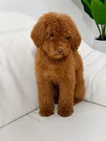 Copper, a male Poodle - Standard  for sale in Clermont, FL – 2 of 2