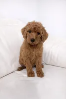 Theo, a male Poodle - Standard  for sale in Clermont, FL – Photo 2 of 2