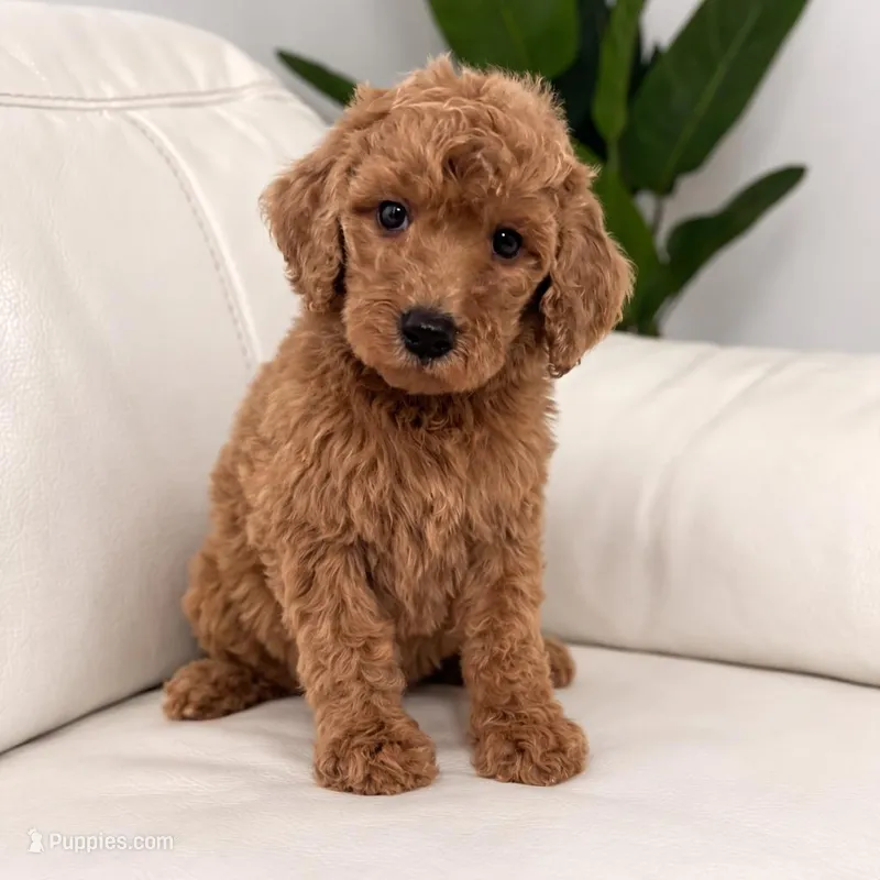 Theo – Poodle - Standard  puppy for sale in Clermont, FL
