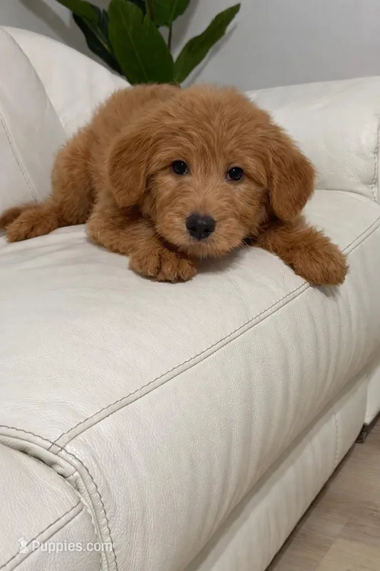 Teddy – Goldendoodle puppy for sale in Clermont, FL