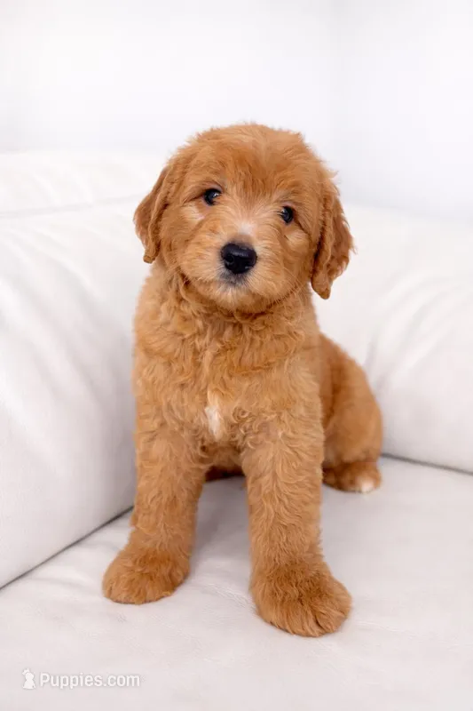 Teddy – Goldendoodle puppy for sale in Clermont, FL