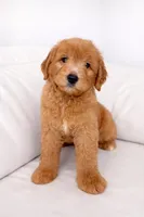 Teddy, a male Goldendoodle for sale in Clermont, FL – Photo 1 of 3