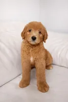 Teddy, a male Goldendoodle for sale in Clermont, FL – Photo 3 of 3