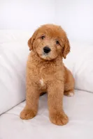 Teddy, a male Goldendoodle for sale in Clermont, FL – Photo 2 of 3