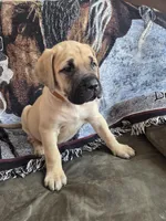 Glacier, a female English Mastiff for sale in Melrose, WI – Photo 2 of 2