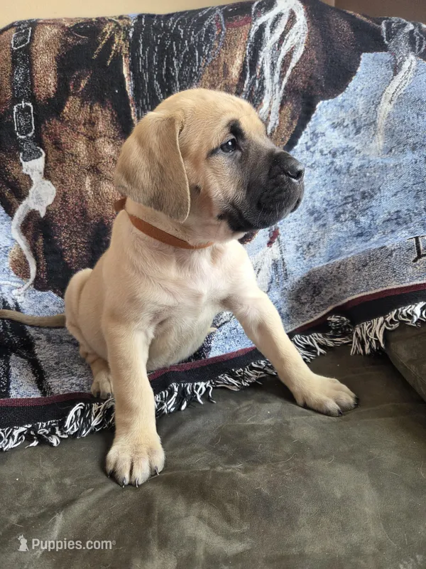 Glacier – English Mastiff puppy for sale in Melrose, WI