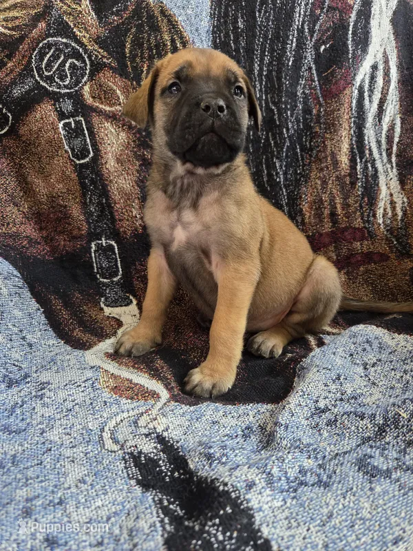 Lassen  – English Mastiff puppy for sale in Melrose, WI