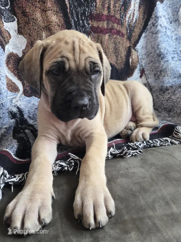 Dune – English Mastiff puppy for sale in Melrose, WI