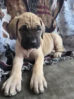 Dune, a female English Mastiff for sale in Melrose, WI – Photo 1 of 3