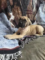 Dune, a female English Mastiff for sale in Melrose, WI – Photo 3 of 3