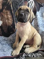 Dune, a female English Mastiff for sale in Melrose, WI – Photo 2 of 3