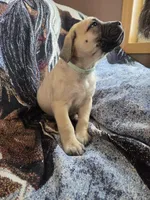 Zion, a female English Mastiff for sale in Melrose, WI – Photo 2 of 2