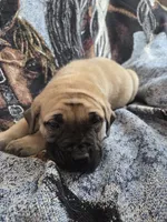 Zion, a female English Mastiff for sale in Melrose, WI – Photo 1 of 2